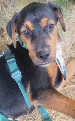 William, Rottweiler-Mischling Welpen - Rüde