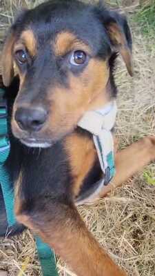 William, Rottweiler-Mischling Welpen - Rüde