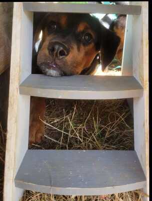 William, Rottweiler-Mischling Welpen - Rüde