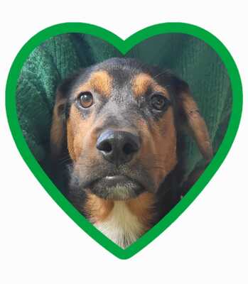 William, Rottweiler-Mischling Welpen - Rüde