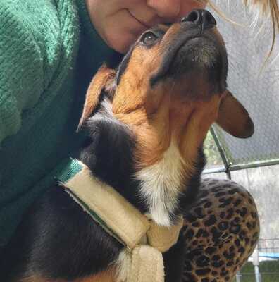 William, Rottweiler-Mischling Welpen - Rüde