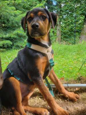 William, Rottweiler-Mischling Welpen - Rüde