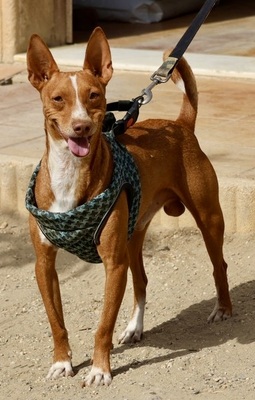 Willie, Podenco Andaluz - Rüde