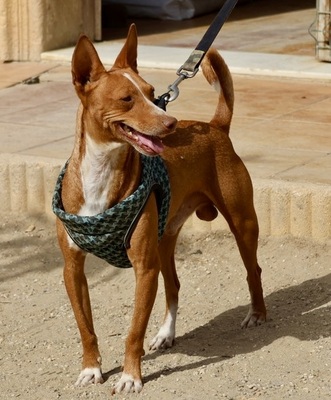 Willie, Podenco Andaluz - Rüde