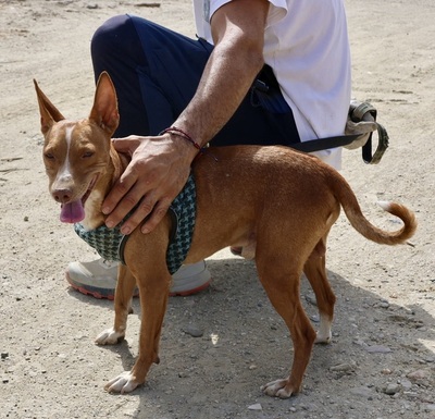 Willie, Podenco Andaluz - Rüde