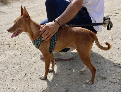 Willie, Podenco Andaluz - Rüde