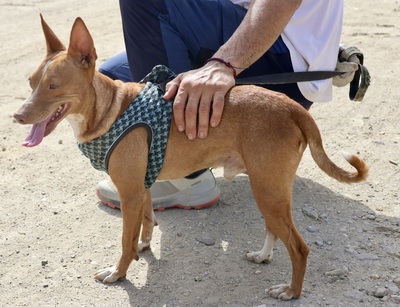 Willie, Podenco Andaluz - Rüde