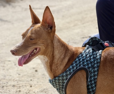 Willie, Podenco Andaluz - Rüde