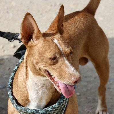 Willie, Podenco Andaluz - Rüde