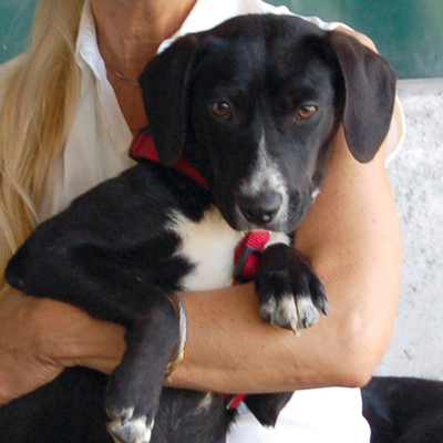 Willow, Mischling - Hündin