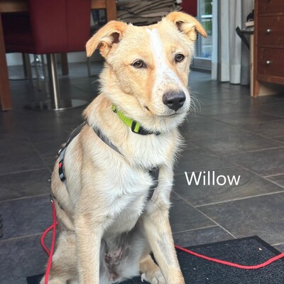 Willow, geb. 2023, sucht liebevolle Familie, Mischling - Hündin