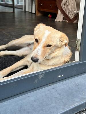 Willow, geb. 2023, sucht liebevolle Familie, Mischling - Hündin