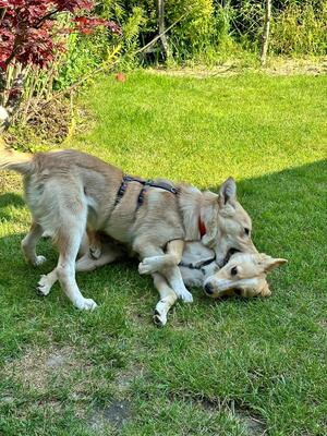 Willow, geb. 2023, sucht liebevolle Familie, Mischling - Hündin