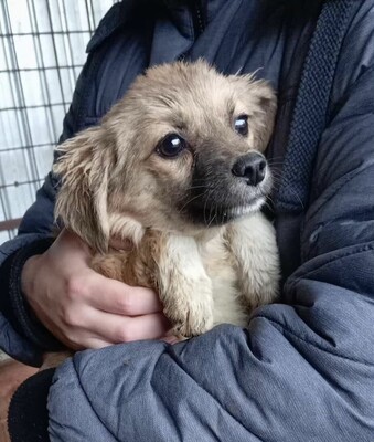 🐾 Willow – kleine Kuschlerin mit hübschen Knopfaugen sucht Geborgenheit, Mischling Welpen - Hündin