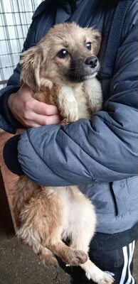 🐾 Willow – kleine Kuschlerin mit hübschen Knopfaugen sucht Geborgenheit, Mischling Welpen - Hündin