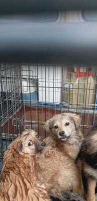 🐾 Willow – kleine Kuschlerin mit hübschen Knopfaugen sucht Geborgenheit, Mischling Welpen - Hündin