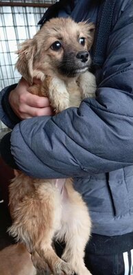 🐾 Willow – kleine Kuschlerin mit hübschen Knopfaugen sucht Geborgenheit, Mischling Welpen - Hündin