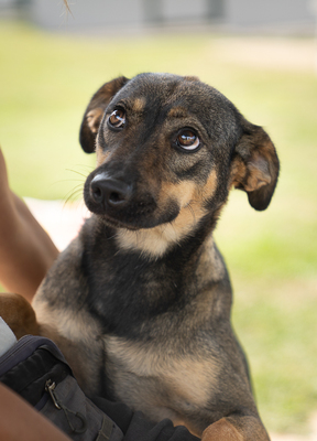 Willow - menschenbezogen, zutraulich, verschmust, verspielt, bewegungsfreudig, neugierig