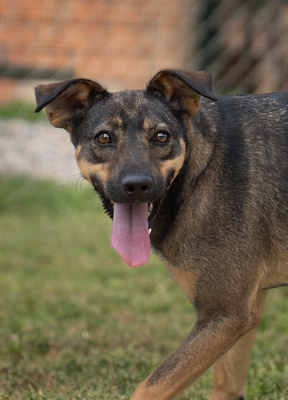Willow - menschenbezogen, zutraulich, verschmust, verspielt, bewegungsfreudig, neugierig, Mischling (Video-Link vorhanden) - Rüde