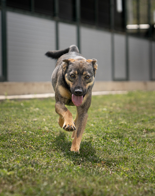 Willow - menschenbezogen, zutraulich, verschmust, verspielt, bewegungsfreudig, neugierig, Mischling (Video-Link vorhanden) - Rüde