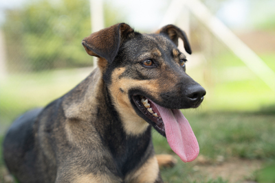 Willow - menschenbezogen, zutraulich, verschmust, verspielt, bewegungsfreudig, neugierig, Mischling (Video-Link vorhanden) - Rüde