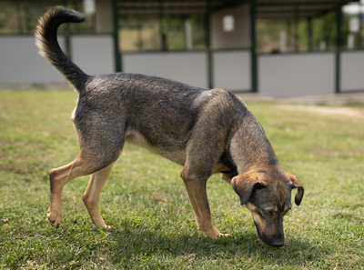 Willow - menschenbezogen, zutraulich, verschmust, verspielt, bewegungsfreudig, neugierig, Mischling (Video-Link vorhanden) - Rüde