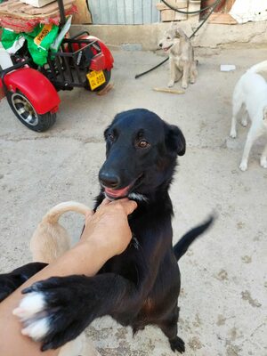 🖤 Willy – ein Sonnenschein auf vier Pfoten sucht sein Glück