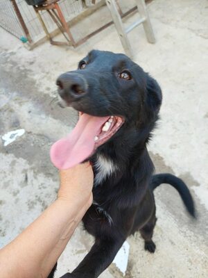 🖤 Willy – ein Sonnenschein auf vier Pfoten sucht sein Glück, Mischling - Rüde