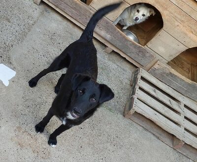 🖤 Willy – ein Sonnenschein auf vier Pfoten sucht sein Glück, Mischling - Rüde