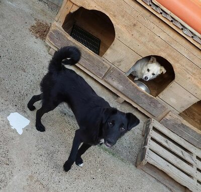 🖤 Willy – ein Sonnenschein auf vier Pfoten sucht sein Glück, Mischling - Rüde