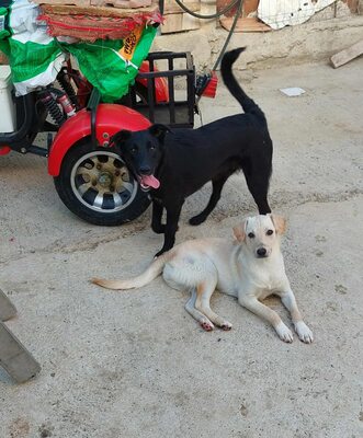🖤 Willy – ein Sonnenschein auf vier Pfoten sucht sein Glück, Mischling - Rüde