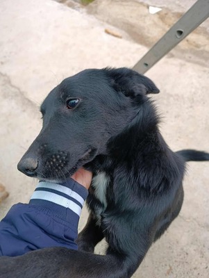 🖤 Willy – ein Sonnenschein auf vier Pfoten sucht sein Glück, Mischling - Rüde