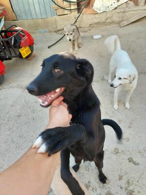 🖤 Willy – ein Sonnenschein auf vier Pfoten sucht sein Glück, Mischling - Rüde