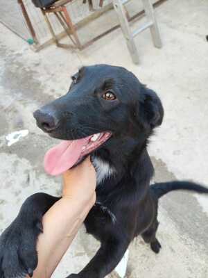 🖤 Willy – ein Sonnenschein auf vier Pfoten sucht sein Glück, Mischling - Rüde