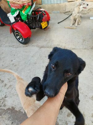 🖤 Willy – ein Sonnenschein auf vier Pfoten sucht sein Glück, Mischling - Rüde