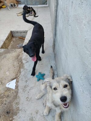 🖤 Willy – ein Sonnenschein auf vier Pfoten sucht sein Glück, Mischling - Rüde