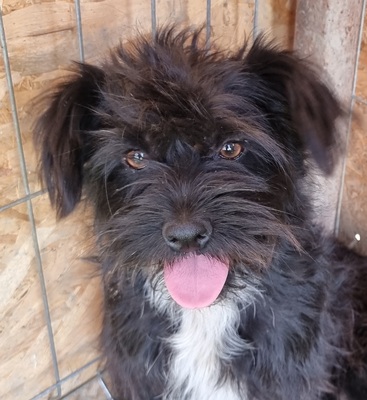 Wilma, Mix - Hündin