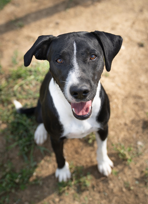 Wilson - sehr lebhaft, menschenbezogen, verschmust, braucht viel Aufmerksamkeit und Auslastung
