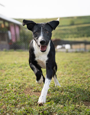 Wilson - sehr lebhaft, menschenbezogen, verschmust, braucht viel Aufmerksamkeit und Auslastung, Mischling (Video-Link vorhanden) - Rüde