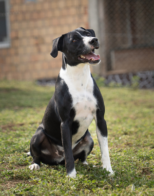 Wilson - sehr lebhaft, menschenbezogen, verschmust, braucht viel Aufmerksamkeit und Auslastung, Mischling (Video-Link vorhanden) - Rüde
