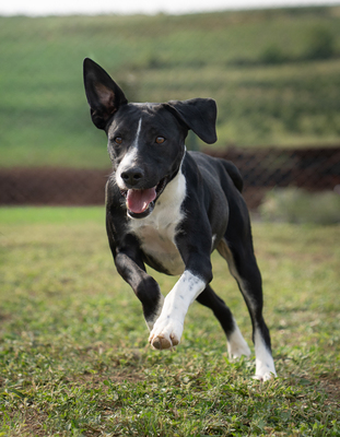 Wilson - sehr lebhaft, menschenbezogen, verschmust, braucht viel Aufmerksamkeit und Auslastung, Mischling (Video-Link vorhanden) - Rüde