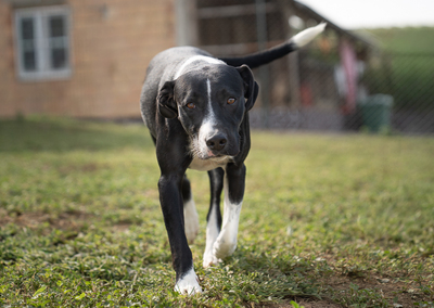Wilson - sehr lebhaft, menschenbezogen, verschmust, braucht viel Aufmerksamkeit und Auslastung, Mischling (Video-Link vorhanden) - Rüde