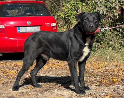 Wind freut sich auf ein liebevolles Zuhause, Mischling - Rüde