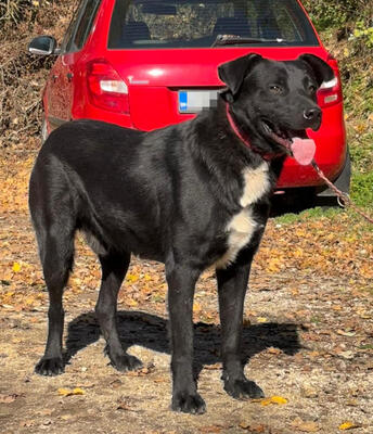 Wind freut sich auf ein liebevolles Zuhause