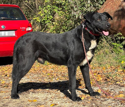 Wind freut sich auf ein liebevolles Zuhause, Mischling - Rüde