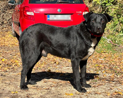 Wind freut sich auf ein liebevolles Zuhause, Mischling - Rüde