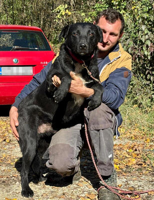 Wind freut sich auf ein liebevolles Zuhause, Mischling - Rüde
