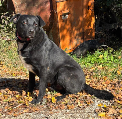 Wind freut sich auf ein liebevolles Zuhause, Mischling - Rüde