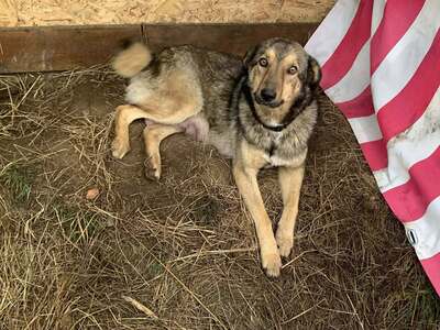 Winnie – eine liebevolle Hundemama sucht nun ihr eigenes Glück