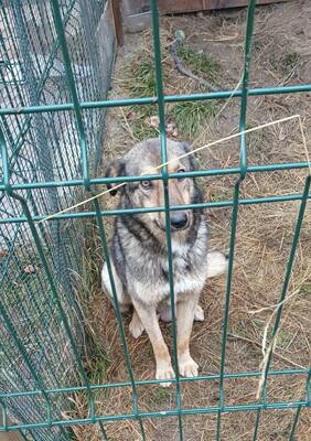 Winnie – eine liebevolle Hundemama sucht nun ihr eigenes Glück, Mischling - Hündin